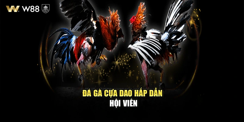 Đá gà cựa dao hấp dẫn hội viên