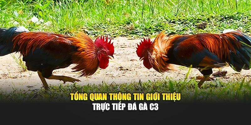 Tổng quan thông tin giới thiệu trực tiếp đá gà C3 tại WW88