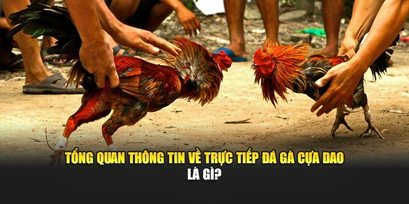 Tổng quan thông tin về trực tiếp đá gà cựa dao tại WW88 là gì?